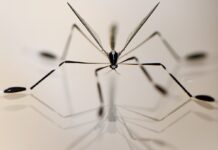 Комарі-довгоніжки літають на ногах: як фізика пояснює їх унікальний політ