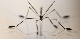 Długonogie komary latają na nogach: jak fizyka wyjaśnia ich wyjątkowy lot