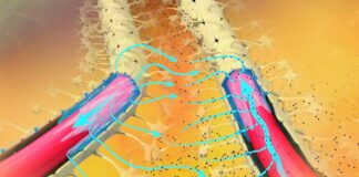 Das natürliche Reinigungssystem des Gehirns wurde verbessert, um Alzheimer-Proteine gezielt anzugreifen