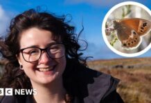 Метелики як індикатори клімату: дослідження в Уельсі відстежує види, що зникають