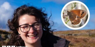 Butterflies as Climate Indicators: Welsh Study Tracks Endangered Species