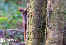 Уельс Приймає Знаковий Закон для Захисту Біорізноманіття та Створює Екологічний Контрольний Орган