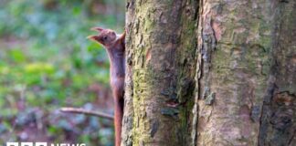 Il Galles approva una legge fondamentale per proteggere la biodiversità e istituire un organo di vigilanza ambientale
