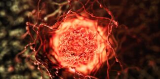 Suplementos antienvejecimiento relacionados con el crecimiento del cáncer: una nueva investigación revela un mecanismo crítico