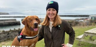 Wyspa Rathlin uznana za wolną od niepokojów: historia sukcesu w zakresie ochrony przyrody