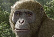 Старовинні Копалки Мавп Кидають Виклик Історії Походження Людини