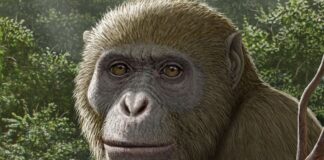 Starověké fosílie lidoopů zpochybňují příběh lidského původu