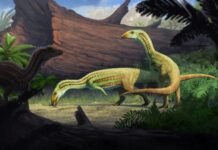 L’antico rettile passa da quattro a due zampe durante la crescita