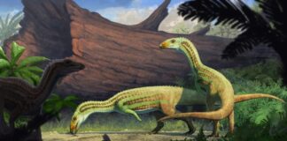 Reptil Purba Bergeser dari Empat menjadi Dua Kaki Selama Pertumbuhan