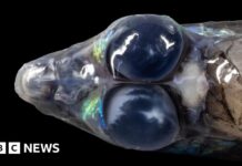 Onaangeboorde Caribische diepten onthullen verborgen ecosystemen en geologische wonderen