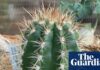 The Acoustic Lure: How a Brazilian Cactus Uses Sound to Attract Pollinators