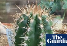 L’attrait acoustique : comment un cactus brésilien utilise le son pour attirer les pollinisateurs