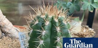 L’esca acustica: come un cactus brasiliano usa il suono per attirare gli impollinatori