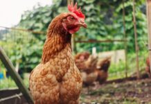 Безголовое выживание: наука за мифом о курице