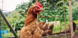Supervivencia sin cabeza: la ciencia detrás del mito del pollo