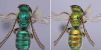 Nature’s Living Mood Rings: How Humidity Changes the Color of Sweat Bees