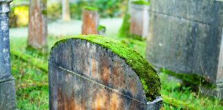 Cómo un pequeño grupo de musgo descifró una conspiración masiva para robar tumbas