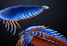 Стародавні Хеліцери Розкривають Походження Павуків і Скорпіонів: Понад 500 Мільйонів років Назад