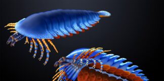 Antike Zangen enthüllen die Herkunft von Spinnen und Skorpionen: vor über 500 Millionen Jahren