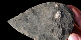 Vie et mort dans l’ancienne savane éthiopienne : nouvelles perspectives d’Halibee