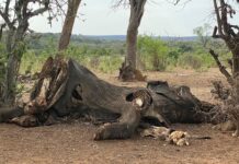 Предки людини різали та їли слонів 1,8 мільйона років тому, допомагаючи живити їхній великий мозок