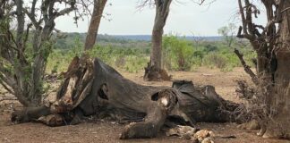 Das Elefantenfest: Wie Megafauna die Evolution des menschlichen Gehirns vorangetrieben hat