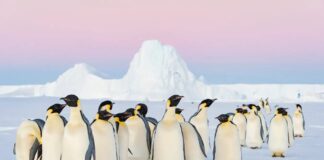 Icônes de l’Antarctique menacées : les manchots empereurs et les otaries à fourrure sont classés en voie de disparition