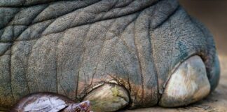 Meer dan alleen vlees: waarom Neanderthalers op schildpadden jaagden