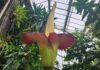Den Kew Gardens Star riechen