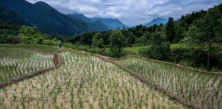 Le riz ne peut pas échapper à la chaleur