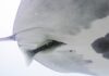 The Dark Side of Symbiosis: Remoras May Be Parasites, Not Just Hitchhikers