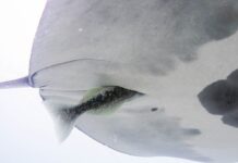The Dark Side of Symbiosis: Remoras May Be Parasites, Not Just Hitchhikers