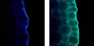 The Hidden Trade-off: How Light Strengthens Plants by Slowing Their Growth
