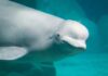 Las ballenas también se conocen a sí mismas