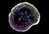 Freezing Time: How New Microscopy Reveals the Secret Weapon of Cancer-Fighting T Cells