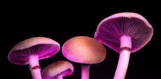 Satu Dosis, Perubahan Abadi: Bagaimana Psilocybin Membentuk Kembali Otak