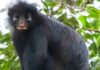 Novo macaco Colobus encontrado no Congo