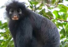 У Конго відкрито новий вид колобуса