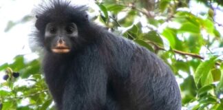 Monyet Colobus Baru Ditemukan di Kongo
