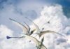 Gli pterosauri erano più strani di quanto pensassimo