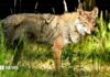 Por qué New Forest Wildlife Park finalmente recuperó a los lobos después de dos años de espera