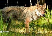Pourquoi le parc animalier New Forest a finalement ramené les loups après deux ans d’attente