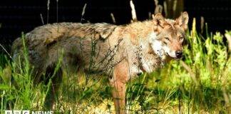 Why New Forest Wildlife Park Finally Brought Back Wolves After Two-Year Wait