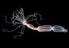 Sea Anemone Antiviral Defense Works Opposite to Humans