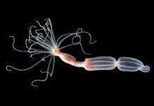La défense antivirale de l’anémone de mer fonctionne à l’opposé de celle des humains