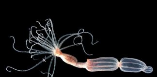 Sea Anemone Antiviral Defense Works Opposite to Humans