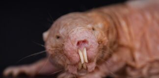 Wie nackte Maulwurfsköniginnen mit einem einzigen Duft Unfruchtbarkeit unterdrücken