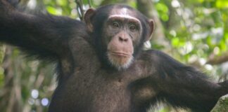 Le pietre parlano: cosa dicono gli scimpanzé nell’Africa occidentale