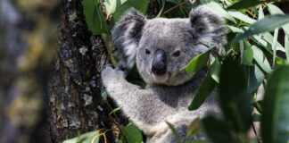 Un espoir glacial pour les koalas