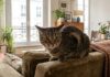 Why Your Cat Acts Like a Predator: Solving Aggression Without Punishment